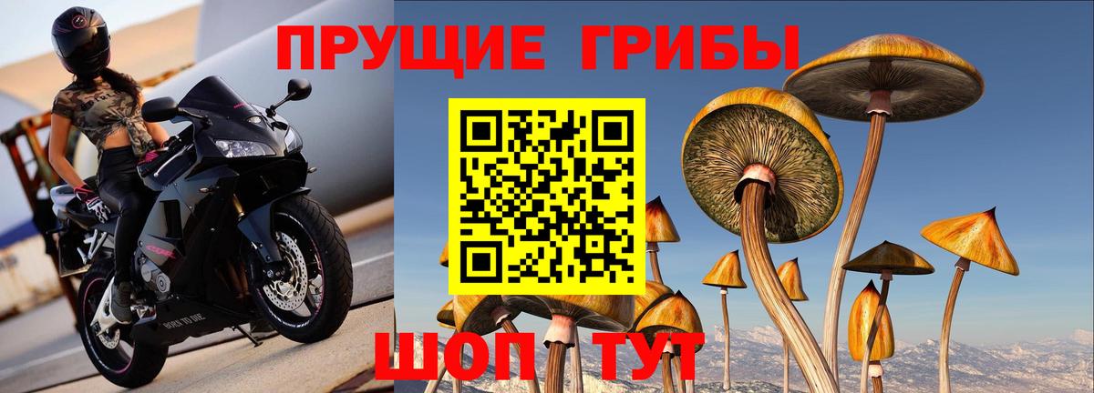 Галлюциногенные грибы Psilocybe  Кемерово  Псилоцибиновые грибы GOLDEN TEACHER 